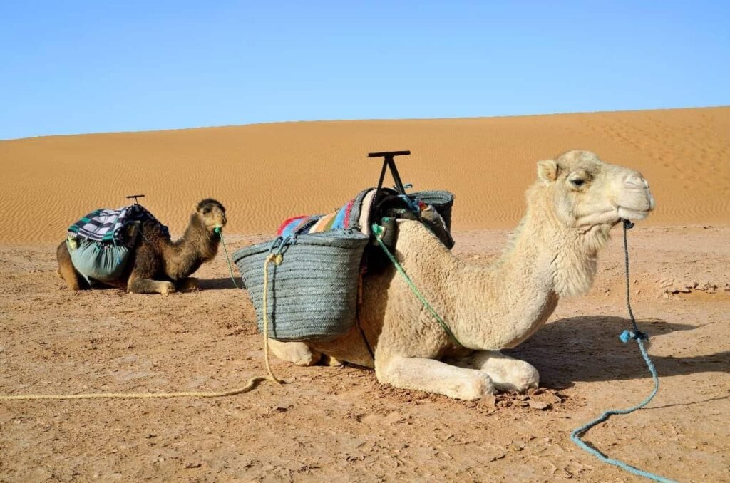 3 days fes to marrakech desert tour 2.jpg